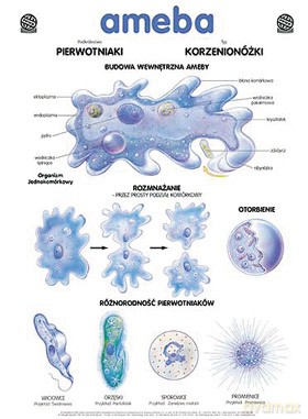 Biologia Plansza Dydaktyczna Ameba [PLANSZA]