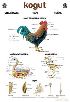 Biologia Plansza Dydaktyczna Kogut [PLANSZA]