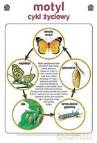 Biologia Plansza Dydaktyczna Motyl [PLANSZA]