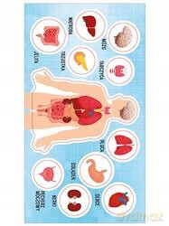 Anatomia człowieka