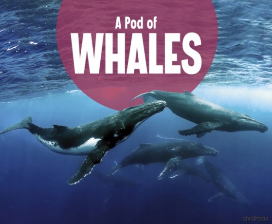 A Pod of Whales (Animal Groups) - Lucia Raatma [KSIĄŻKA]