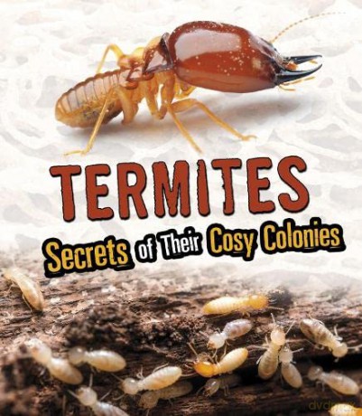 Amazing Animal Colonies: Termites: Secrets of Their Cozy Colonies - Rebecca Stefoff [KSIĄŻKA]