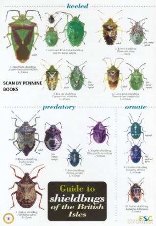 Guide to Shieldbugs of the British Isles - Bernard Nau [KSIĄŻKA]