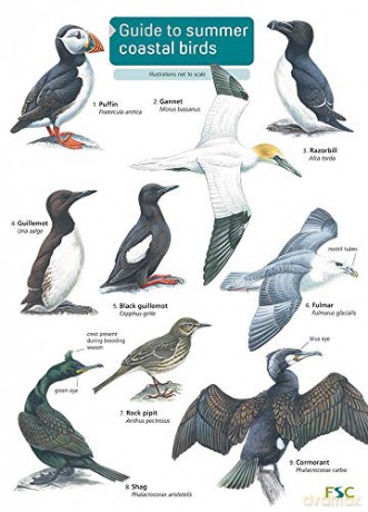 Guide to Summer Coastal Birds - Rebecca Farley-Brown [KSIĄŻKA]
