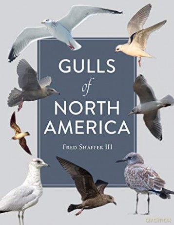 Gulls of North America - Fred Shaffer [KSIĄŻKA]
