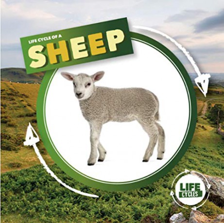 Life Cycle of a Sheep (Life Cycles) - Kirsty Holmes [KSIĄŻKA]