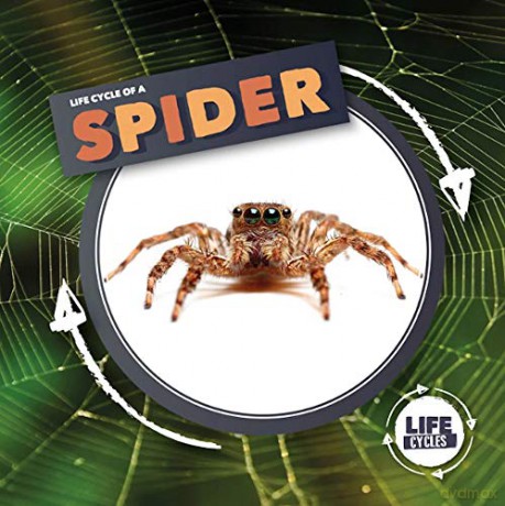 Life Cycle Of A Spider (Life Cycles) - Kirsty Holmes [KSIĄŻKA]