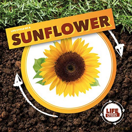 Life Cycle of a Sunflower (Life Cycles) - Kirsty Holmes [KSIĄŻKA]