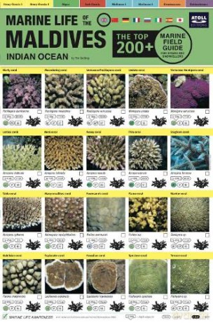 Maldives Marine Life Field Guide: Top 200+ - Tim Godfrey [KSIĄŻKA]