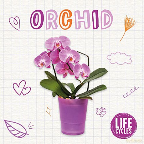Orchid (Life Cycles) - Brenda McHale [KSIĄŻKA]