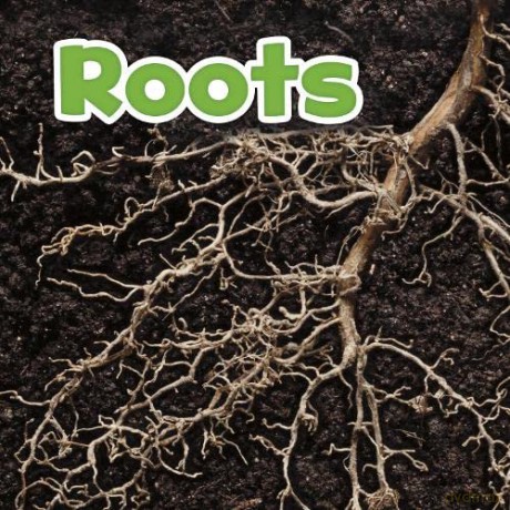 Plant Parts: Roots - Marissa Kirkman [KSIĄŻKA]