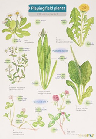 Playing Field Plants: v. 1 (FSC Mini Projects S.) - Rebecca Farley [KSIĄŻKA]