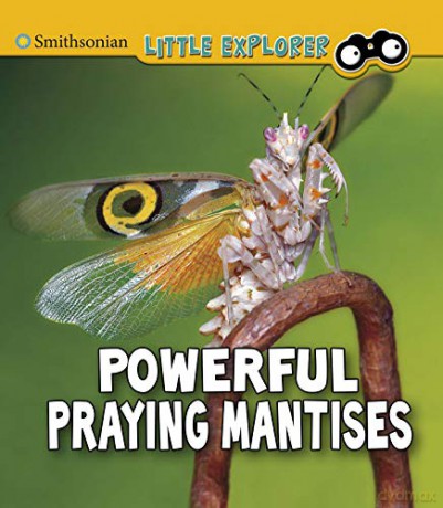 Powerful Praying Mantises (Insect Explorer) - Melissa Higgins [KSIĄŻKA]