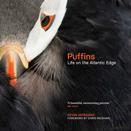 Puffins: Life on the Atlantic Edge - Kevin Morgans [KSIĄŻKA]