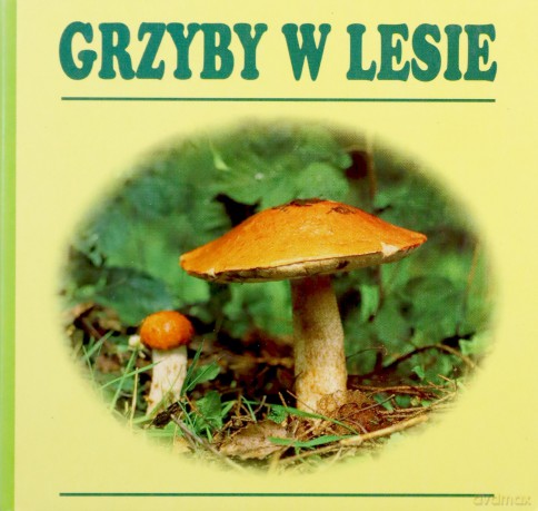 Grzyby w lesie [KSIĄŻKA]