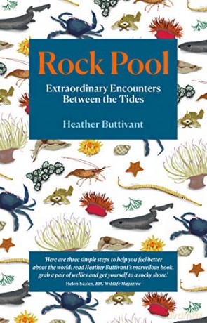 Rock Pool: Extraordinary Encounters Between the Tides - Heather Buttivant [KSIĄŻKA]