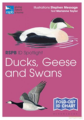 RSPB ID Spotlight - Ducks, Geese and Swans - Marianne Taylor [KSIĄŻKA]