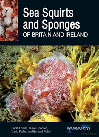 Sea Squirts and Sponges of Britain and Ireland: 11 (Wild Nature Press) - Sarah Bowen;Claire Goodwin;David Kipling;Bernard Picton [KSIĄŻKA]
