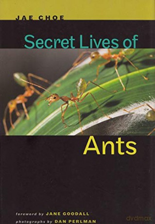 Secret Lives of Ants - Jae Choe [KSIĄŻKA]