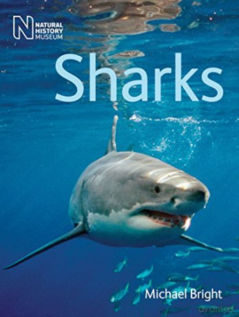 Sharks - Michael Bright [KSIĄŻKA]