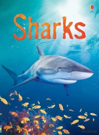 Sharks (Beginners) - Catriona Clarke [KSIĄŻKA]