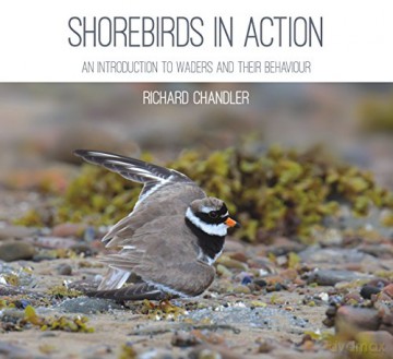 Shorebirds in Action: An Introduction to Waders and Their Behaviour - Richard Chandler [KSIĄŻKA]