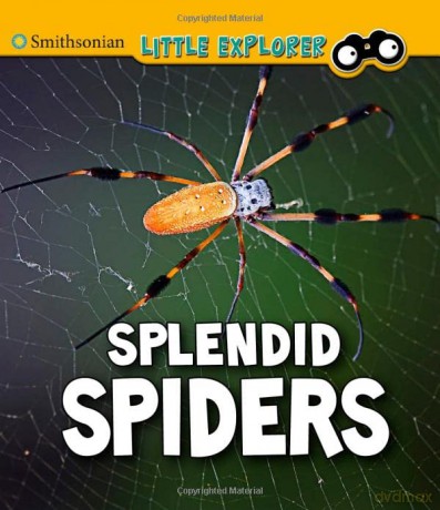 Splendid Spiders (Insect Explorer) - Melissa Higgins [KSIĄŻKA]