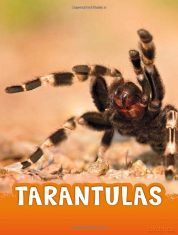 Tarantulas (Animals) - Jaclyn Jaycox [KSIĄŻKA]