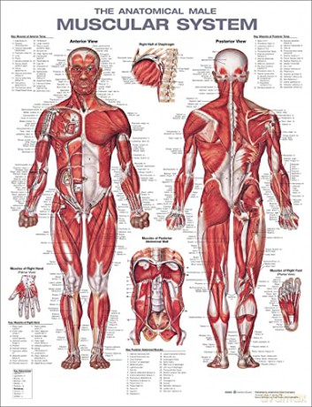 The Muscular System Anatomical Chart Laminated - Anatomical Chart Company [KSIĄŻKA]