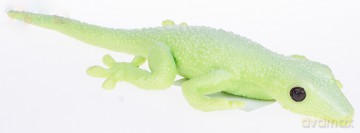 Jaszczury z groszkiem 28 cm A115 mix