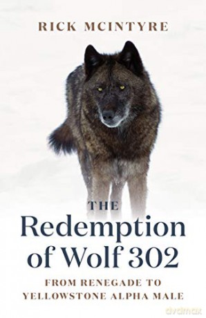 The Redemption of Wolf 302: From Renegade to Yellowstone Alpha Male (The Alpha Wolves of Yellowstone, 3) - Rick McIntyre [KSIĄŻKA]