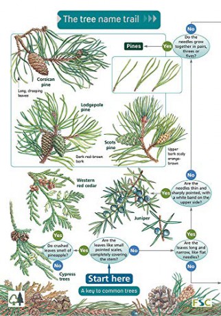 Tree Name Trail - Jonathan Oldham [KSIĄŻKA]