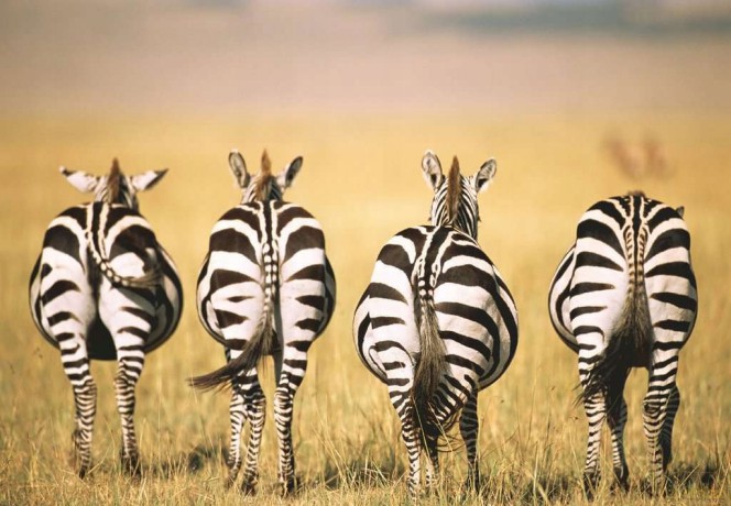 RAVENSBURGER Momenty 300 el. Zebra [PUZZLE]