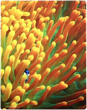 Finding Dory (Gdzie jest Dory?) (Disney) (steelbook) [Blu-Ray 3D]+[2xBlu-Ray]