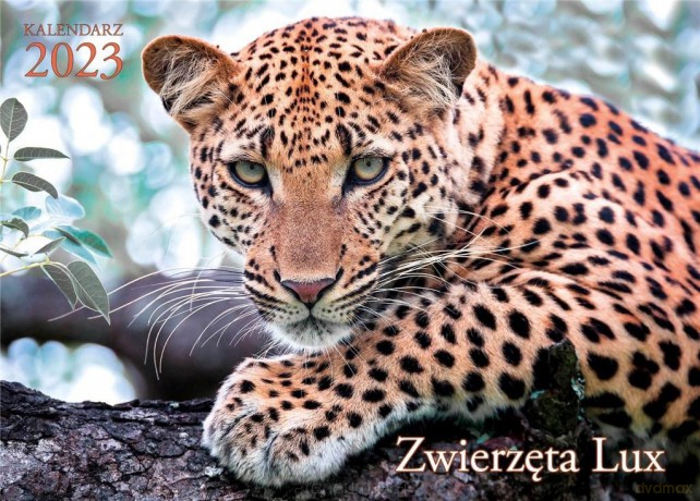 Kalendarz 2023 ścienny Lux Zwierzęta [KALENDARZ]
