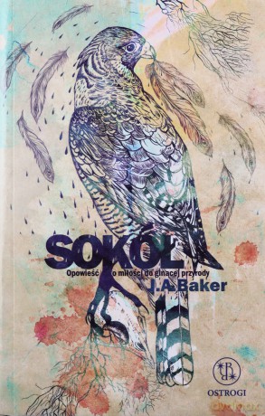 Sokół. Opowieść o miłości do ginącej przyrody - Alec Baker John [KSIĄŻKA]