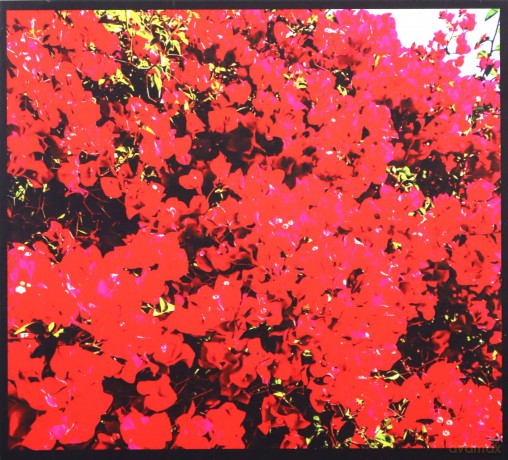 Brant Bjork: Bougainvillea Suite [CD]