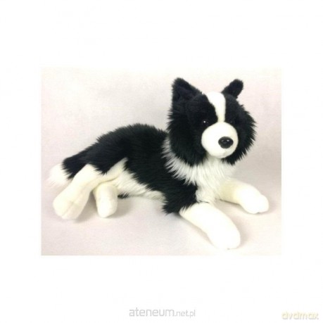 Pies Border Collie 31 cm