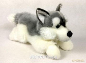 Pies Husky 30 cm