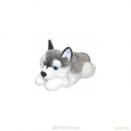 Pies Husky 42 cm
