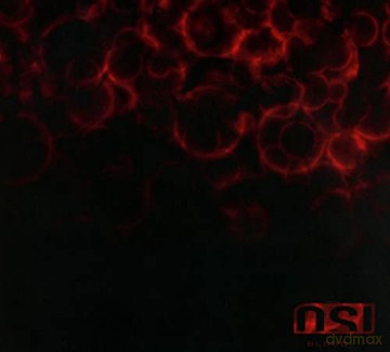 Osi: Blood [CD]