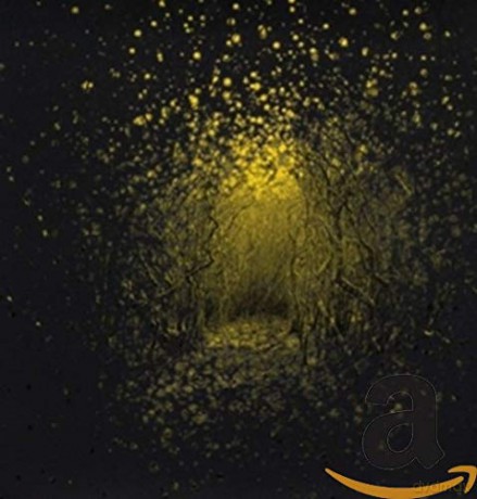 The Antlers: Burst Apart [Winyl]