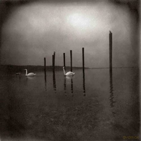 Om: Conference of The Birds [Winyl]
