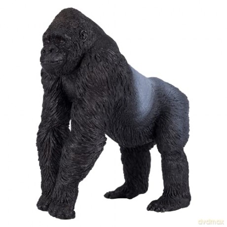Goryl srebrnogrzbiety