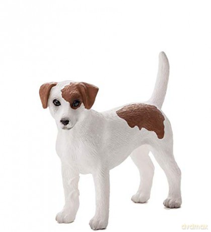 Pies Jack Russell Terrier