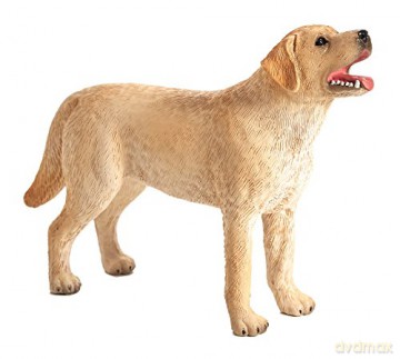 Pies Labrador