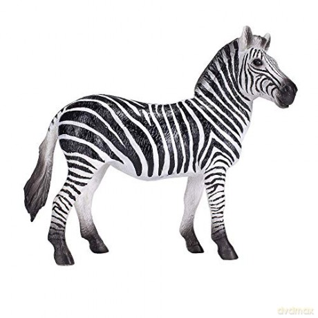 Zebra - samica