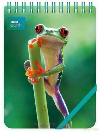 Kołonotes ozdobny Red Eyed Frog