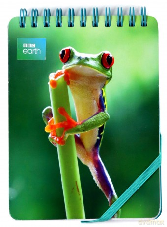 Kołonotes ozdobny Red Eyed Frog