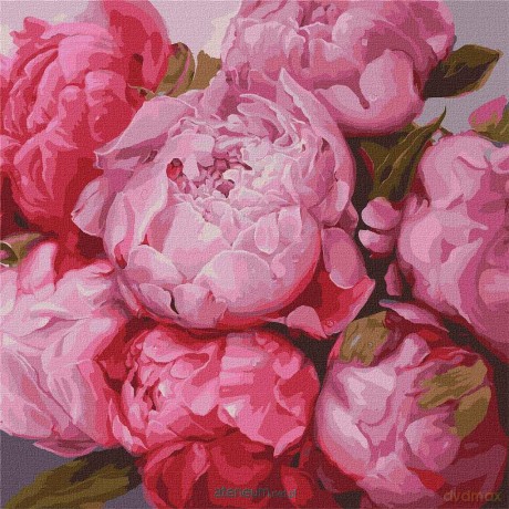 Malowanie po numerach - Delikatne piwonie 50x50 cm